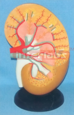 SUPER KIDNEY ANATOMICAL ENLARGED MODEL